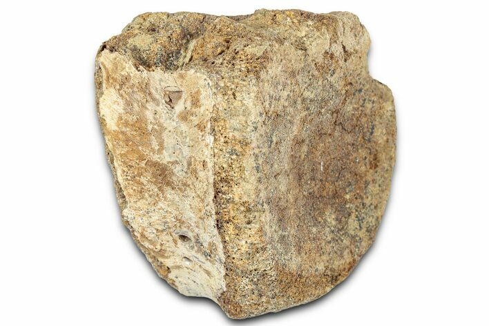 Hadrosaur (Edmontosaurus) Caudal Vertebra Centrum - Montana #331274